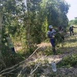 BKPH CLANGAP MULAI PANEN DAUN KAYU PUTIH