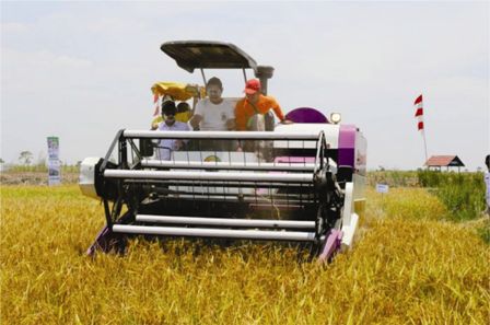 Gubernur Kalsel, Sahbirin Noor, melakukan panen padi di Desa Jejangkit Muara, Kecamatan Jejangkit, Kabupaten Barito Kuala.