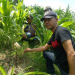 BKPH DELING POTENSIAL UNTUK TANAMAN SAMPINGAN JENIS KALIANDRA