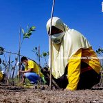 Sambil Puasa Ramadhan, Sejumlah Guru SD Tanam 1000 Mangrove di Bozem Wonorejo, Surabaya