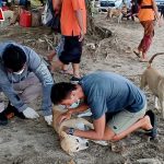 Vaksinasi Anjing Liar, Ini Kata Kadis Pertanian dan Pangan Badung, Bali