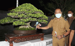 Wabup Suiasa Membuka Kontes dan Pameran Bonsai di Pecatu