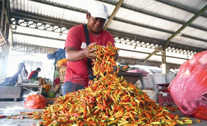 Dipicu Harga Cabai Turun, Kabupaten Jember Alami Deflasi