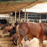 Idul Adha 1442 H, Kementan Jamin Ketersediaan Hewan Kurban