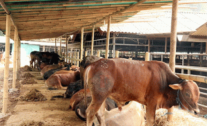 Idul Adha 1442 H, Kementan Jamin Ketersediaan Hewan Kurban