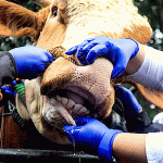 Pemotongan Hewan Kurban, Dirjen PKH Kementan Tingkatkan Pengawasan Teknis Kesehatan Hewan