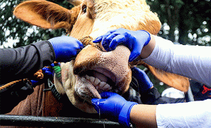 Pemotongan Hewan Kurban, Dirjen PKH Kementan Tingkatkan Pengawasan Teknis Kesehatan Hewan