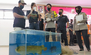 Dicuri, Ikan Arwana Senilai Rp 24 Milliar Milik Rekan Irfan Hakim