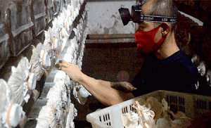 Lapas Kelas I Malang Berdayakan Warga Binaan, Kembangkan Budidaya Jamur Tiram