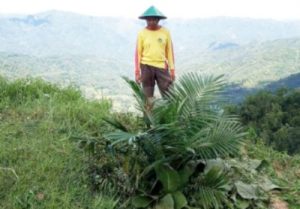 Harga Porang Anjlok, Petani Beralih ke Sawit