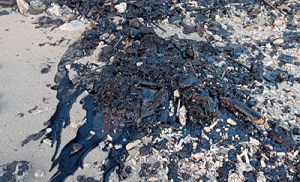 Limbah Hitam Cemari Pantai di Pesisir Teluk Lampung