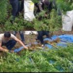 Disamarkan Tanaman Kopi, Polisi Temukan Ladang Ganja Seluas 1,5 ha