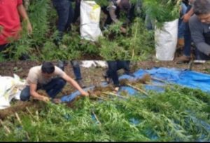 Disamarkan Tanaman Kopi, Polisi Temukan Ladang Ganja Seluas 1,5 ha