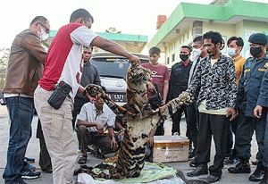 Penjual Kulit Harimau Sumatera Ditangkap Polda Riau