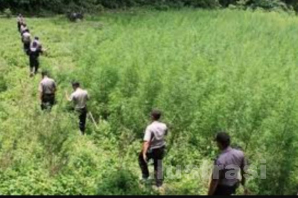 Polres Kerinci Temukan Ladang Ganja Siap Panen Seluas Satu Hektare