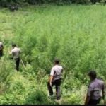 Polres Kerinci Temukan Ladang Ganja Siap Panen Seluas Satu Hektare