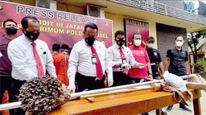 Polda Sumsel Ringkus Pencuri Buah Sawit di Musi Banyuasin