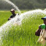 Petani Pertanyakan Kelangkaan Pupuk Bersubsidi di Sumenep