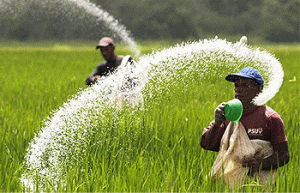 Petani Pertanyakan Kelangkaan Pupuk Bersubsidi di Sumenep
