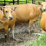 Benang Kusut Bantuan Sapi di Kabupaten Pringsewu