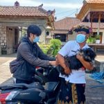 Dinas Pertanian dan Pangan Badung Respon Laporan Gigitan Anjing di Desa Kutuh