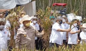 Panen Padi Gogo di Tubaba, Lampung Dihadiri Menko Airlangga Hartarto