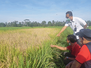 Antisipasi Serangan Hama Wereng Coklat Dilakukan Gerdal di Badung