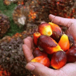 Petani Kelapa Sawit Pertanyakan Penetapan Harga TBS di Sulbar