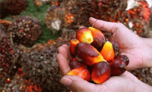 Petani Kelapa Sawit Pertanyakan Penetapan Harga TBS di Sulbar