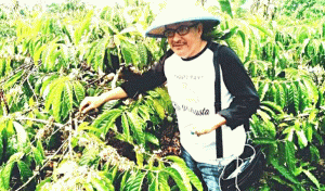 Racun Kimia di Atas Ambang Batas, Kopi Lampung Terancam Tak Bisa Ekspor