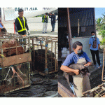 Satgas Ops Damai Cartenz Bantu 30 Ekor Bibit Babi untuk Masyarakat Yahukimo