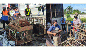 Satgas Ops Damai Cartenz Bantu 30 Ekor Bibit Babi untuk Masyarakat Yahukimo