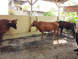 Aksi Heroik Anggota Polsek Lumajang Gagalkan Pencurian Sapi