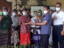 Jadi Komoditas Perkebunan Unggulan, Badung Digelontor 10 Ribu Bibit Kopi Arabika Kopyol