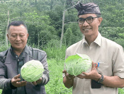 Jelang Idulfitri, Dinas Pertanian Badung Pantau Produksi Pangan
