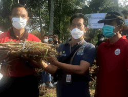 Dorong Peningkatan Populasi Sapi Bali, Dinas Pertanian Kembangkan Kebun Edukasi HPT