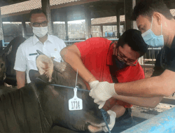 Antisipasi PMK, Distan Kabupaten Badung Terjunkan Dokter Hewan dan Penyuluh Peternakan