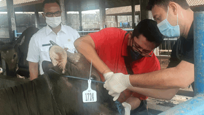 Antisipasi PMK, Distan Kabupaten Badung Terjunkan Dokter Hewan dan Penyuluh Peternakan
