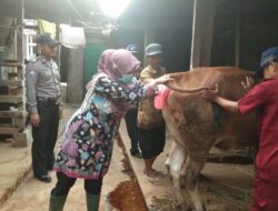 Belum Temukan Indikasi PMK, Forkopimcam Periksa Ternak di Banjarharjo, Brebes