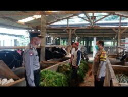 Antisipasi Wabah PMK, Polres Batu Monitoring Peternakan Warga