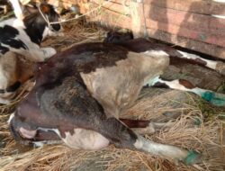 Gerak Cepat Polsek Junrejo, Kota Batu Tangani Matinya Puluhan Sapi Milik Warga