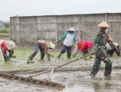 Babinsa Koramil 410-04/TKT Dukung Ketahanan Pangan Kota Bandar Lampung