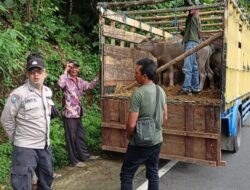Jelang Idul Adha, Polres Batu Perketat Arus Lalulintas Hewan Ternak