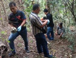 Kerangka Manusia Ditemukan di Pantai Margejek, Tim Inafis Polres Loteng Olah TKP