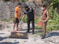 Satresnarkoba Polresta Jayapura Kota Musnahkan Barang Bukti Ganja Seberat 430,47 Gram