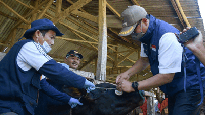 Pemkot Sukabumi Targetkan Sebanyak 300 Ekor Sapi Dapat Vaksin PMK