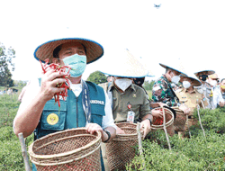 Gerakan Sumsel Mandiri Pangan Ikut Berperan Turunan Angka Kemiskinan