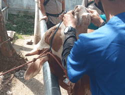 Cegah Penyebaran PMK, Tim Gabungan Gelar Operasi di Pasar Hewan Bumiayu, Brebes