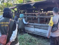 Antisipasi PMK, Polsek Praya dan Dinas Terkait Laksanakan Giat Vaksinasi