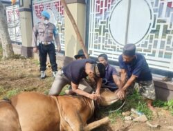 Polda Kalbar Salurkan Hewan Qurban ke Masjid, Pondok Pesantren dan Panti Asuhan